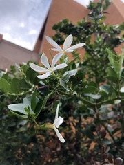 Carissa macrocarpa