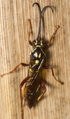 Degithina