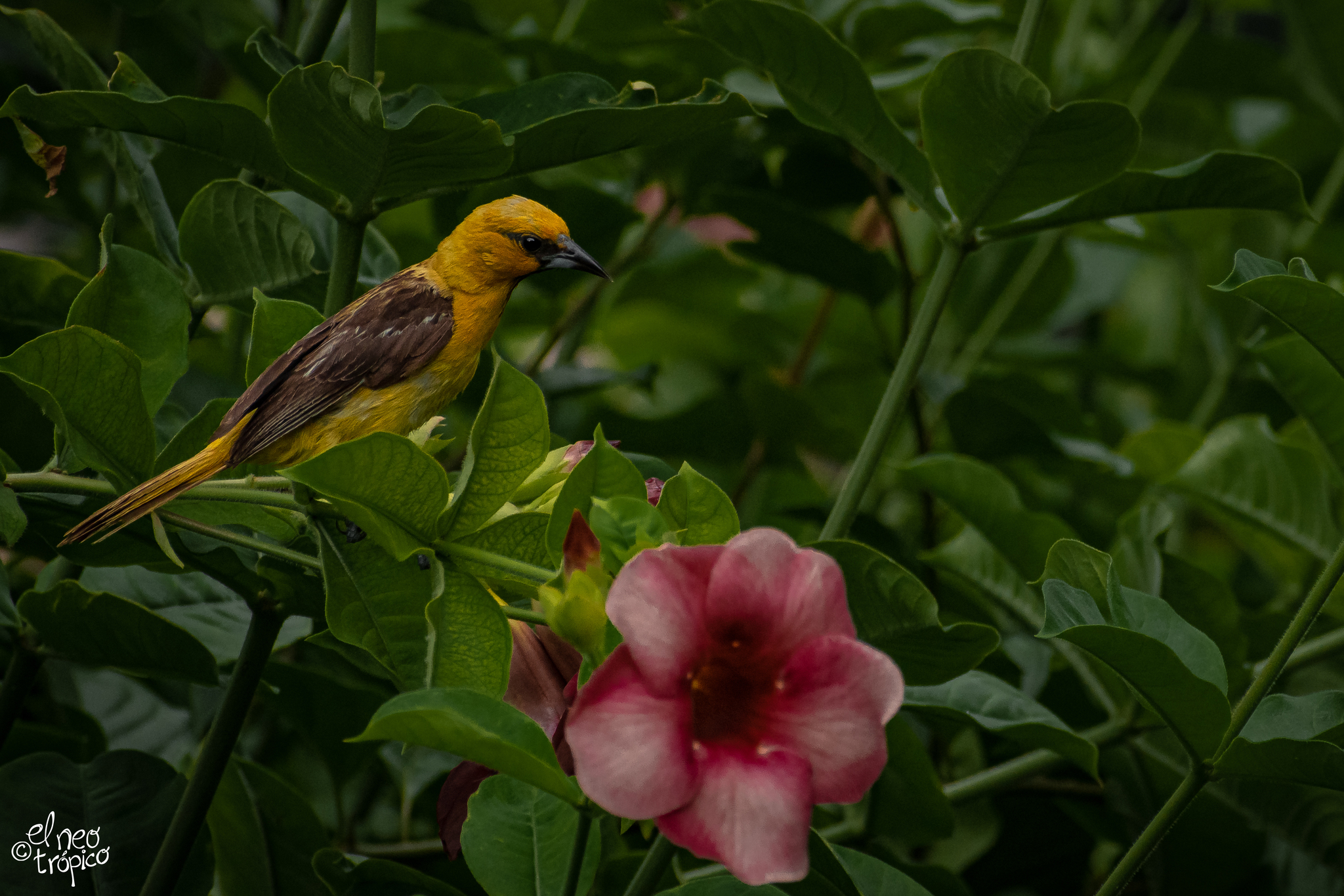 Streak-backed Oriole illustration