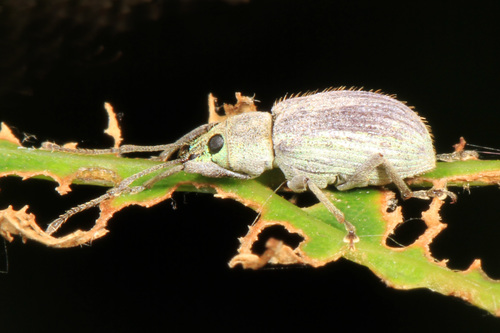 Asian Oak Weevil photo 5