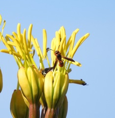 Smeringodynerus morelios