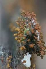 Physarum psittacinum