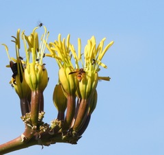 Smeringodynerus morelios