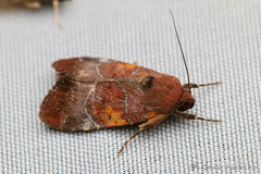 Hampsonodes