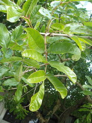Kigelia africana africana