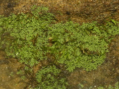 Flakea papillata
