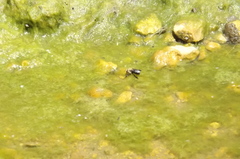 Ptilothrix bombiformis