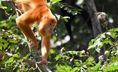 Mantled Howler photo 4