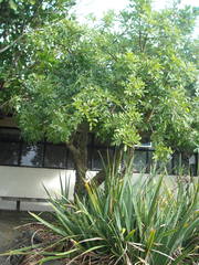 Kigelia africana africana