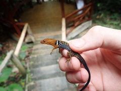 Gonatodes concinnatus