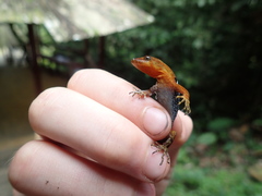 Gonatodes concinnatus