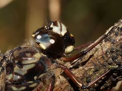 Austroaeschna subapicalis