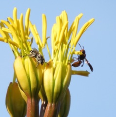 Smeringodynerus morelios