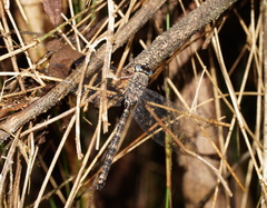 Austroaeschna subapicalis