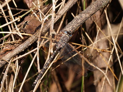 Austroaeschna subapicalis