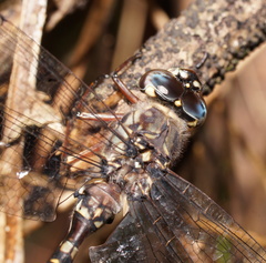 Austroaeschna subapicalis