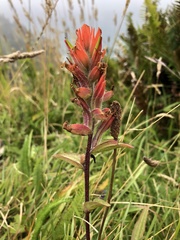 Castilleja litoralis