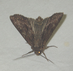 Apamea monoglypha