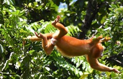 Mantled Howler photo 5