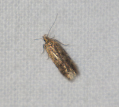 Bryotropha senectella