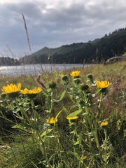 Grindelia stricta stricta