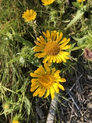 Grindelia stricta stricta