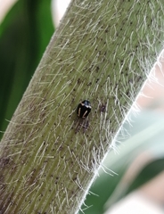 Hyperaspis trifurcata