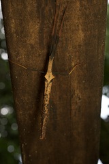 Pseudophasma bispinosum