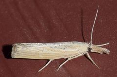 Pediasia dorsipunctellus
