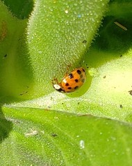 Harmonia axyridis
