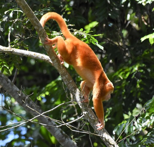 Mantled Howler Monkey