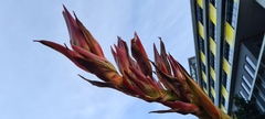 Doryanthes