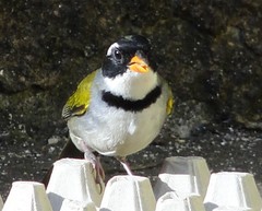 Arremon flavirostris