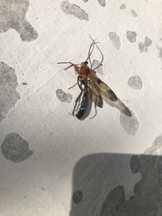 Thyreodon rufothorax