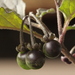 Solanum nigrum - Photo (c) Margaret Alcorn,  זכויות יוצרים חלקיות (CC BY-NC), uploaded by Margaret Alcorn