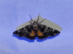 Allotria