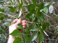 Amyris balsamifera