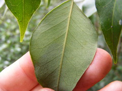 Amyris balsamifera