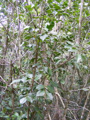 Amyris balsamifera