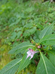 Impatiens devolii