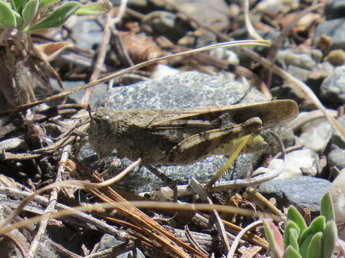 Pronotal Range Grasshopper photo 3