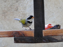 Arremon flavirostris