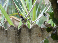 Arremon flavirostris