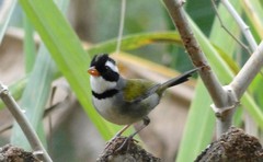 Arremon flavirostris