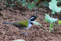 Arremon flavirostris