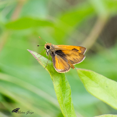 Polites vibex praeceps