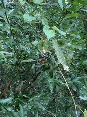 Trichonephila clavipes image