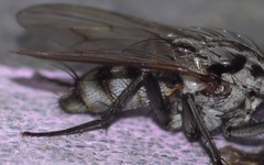 Eustalomyia festiva