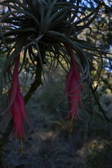Tillandsia erubescens