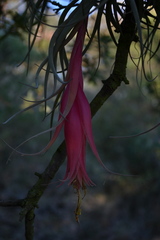 Tillandsia erubescens